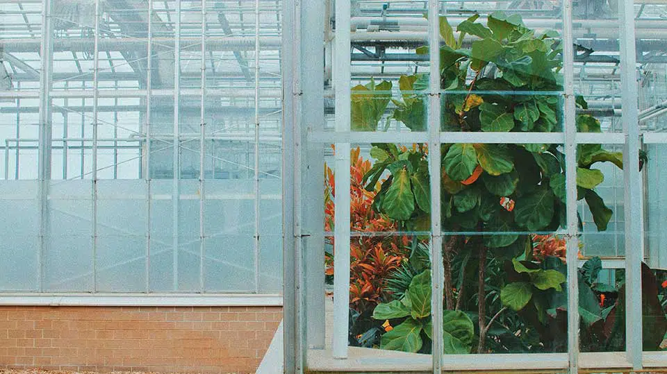 a plant inside the greenhouse at the fredrick meijer gardens and sculpture park in grand rapids, michigan