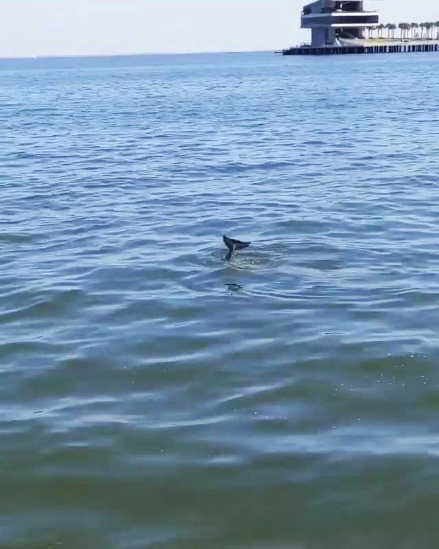a dolphin tail seen as a thing to do for free at vinnoy park in st pete