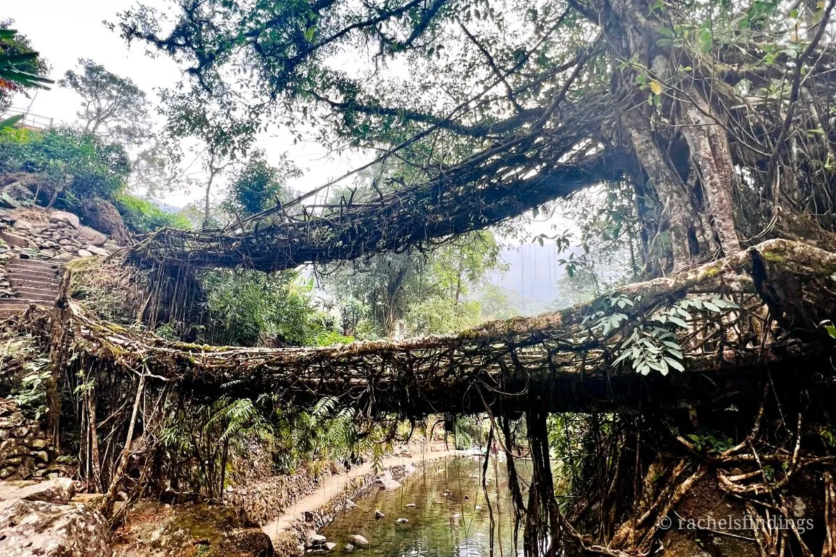double decker living root bridge meghalaya
