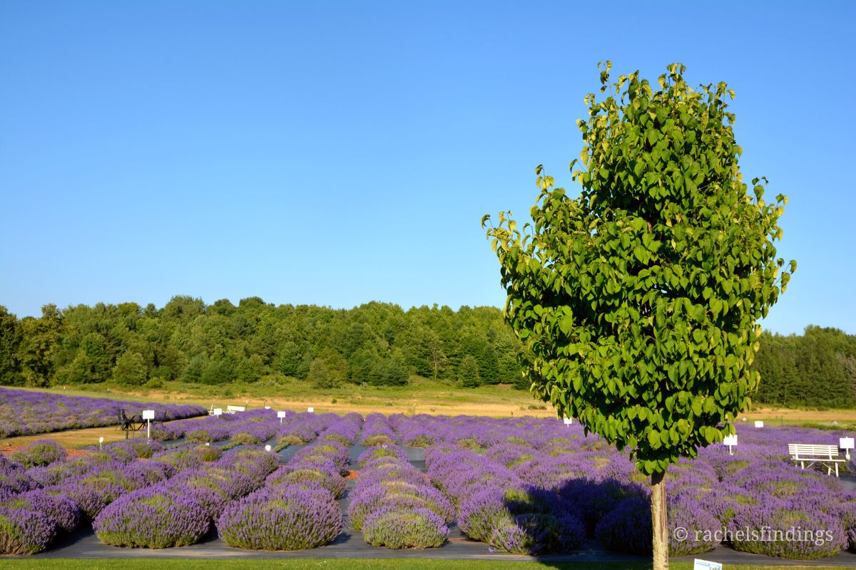 secret garden brys estate lavender field traverse city