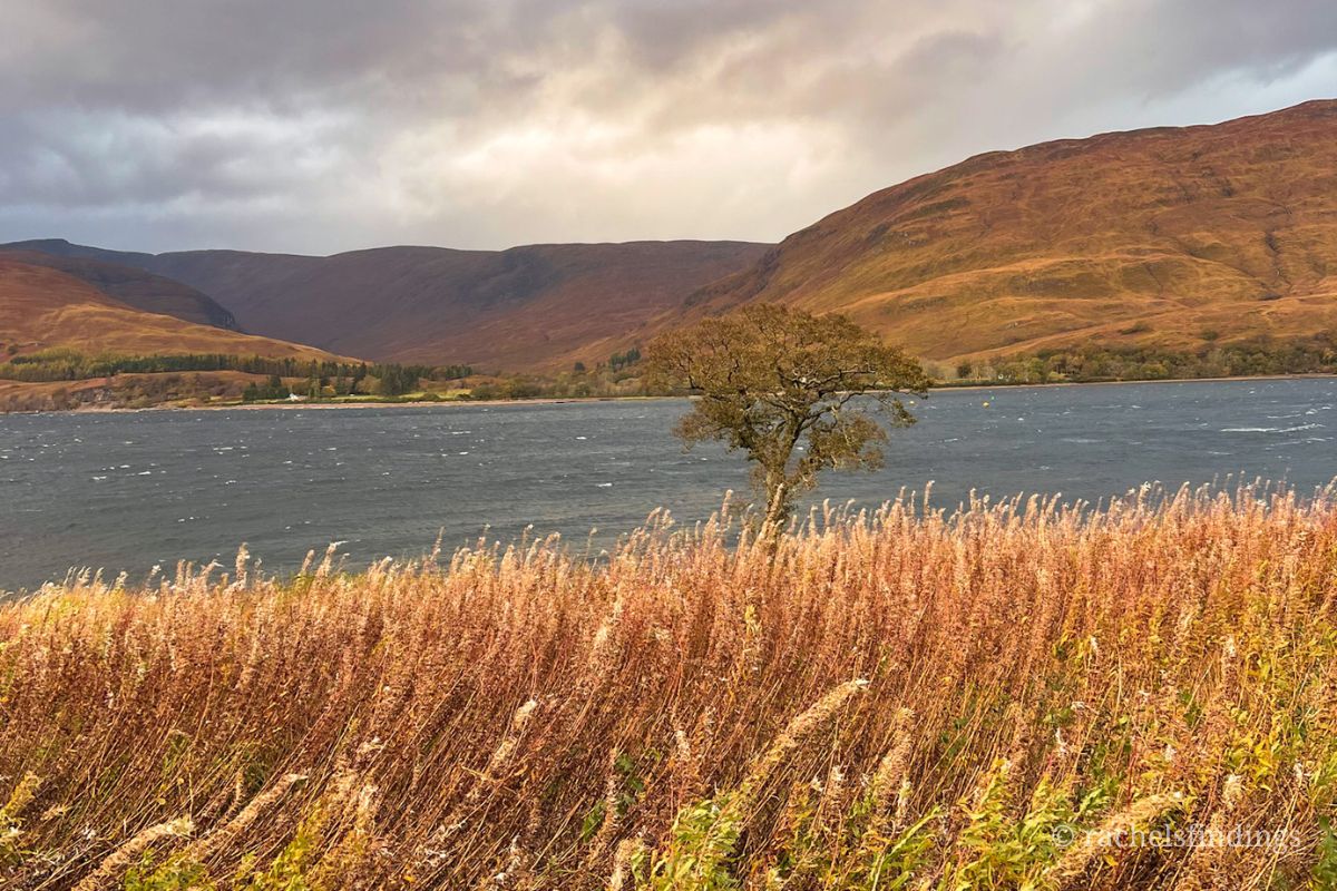 tall golden grasses and loch in scotland