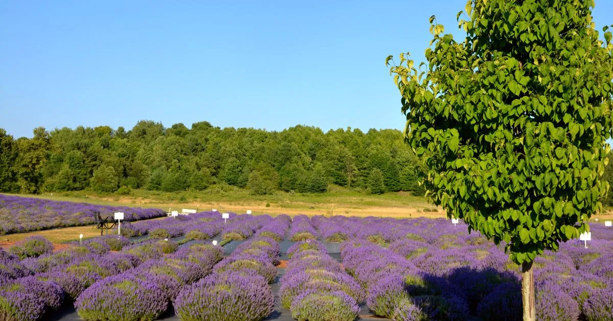 traverse city lavender field with row of green trees