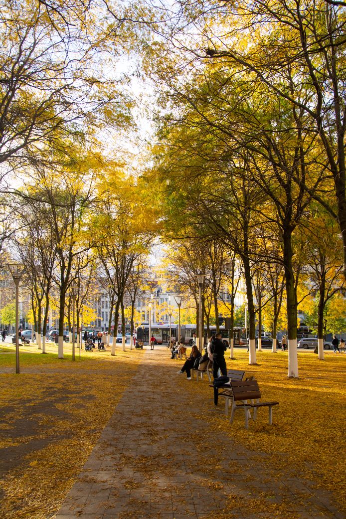 city park in brussels covered with yellow leaves