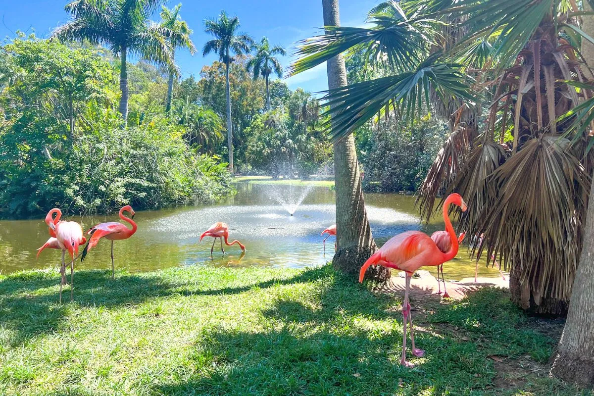 a few flamingos roam by water at sarasota junlge gardens