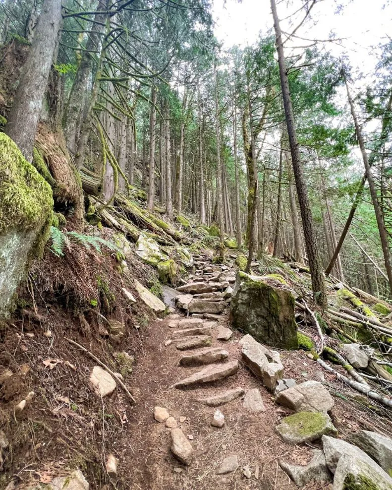 rocky steps and mossy trees on haybrook ridge trail index washington