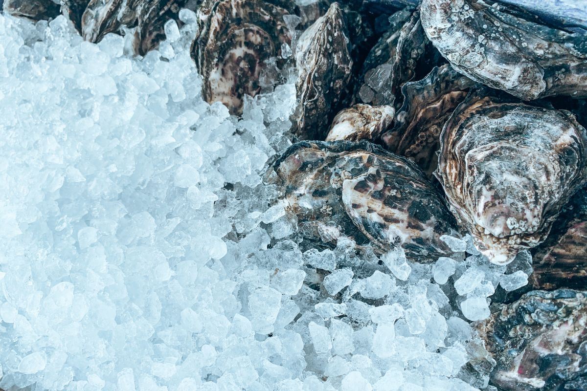 fresh oysters on ice in whistable uk