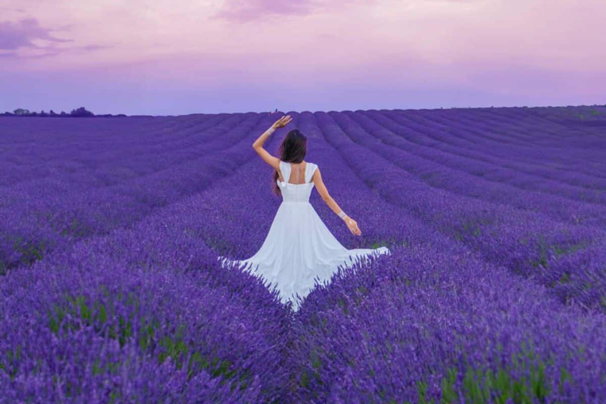 hitchin-lavender-farm-field-london-adriana-neptuna-wanderlicious