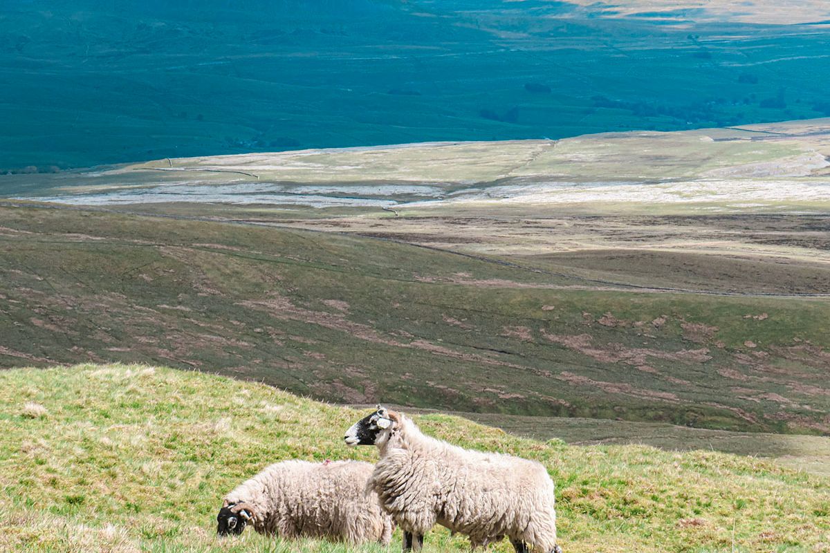 two sheep grazing in yorkshire dales uk